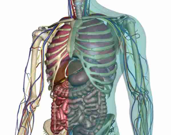 最全人体解剖学图谱分享，全系统学习！含3D透明人体解剖图