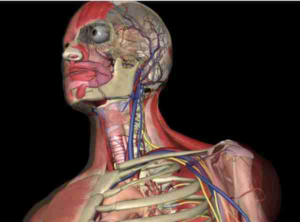 最全人体解剖学图谱分享，全系统学习！含3D透明人体解剖图