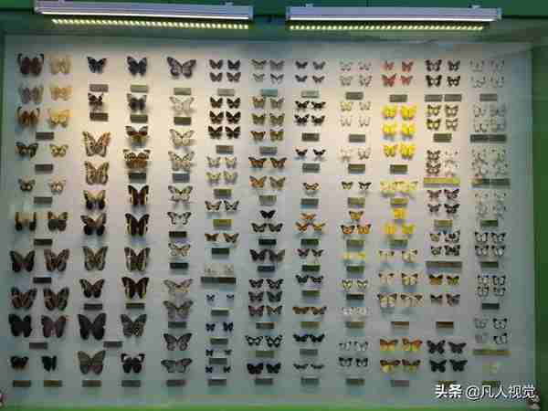 带孩子了解、见识昆虫的好地方：西北农林科技大博览园“昆虫馆”