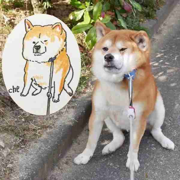 日本一只狗微笑起来像天使，躺下却像老人……