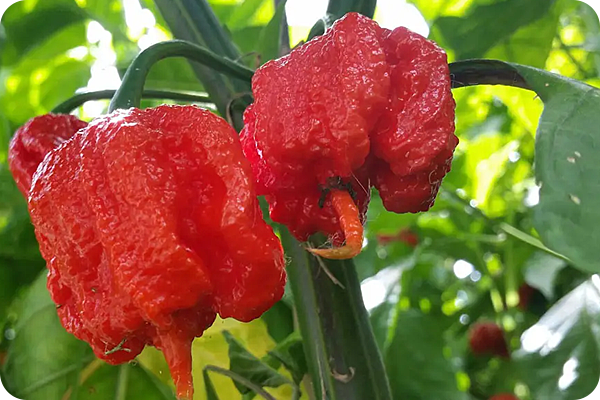 世界上最辣的辣椒，几乎没人能吃的下去