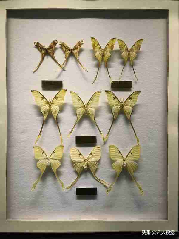 带孩子了解、见识昆虫的好地方：西北农林科技大博览园“昆虫馆”