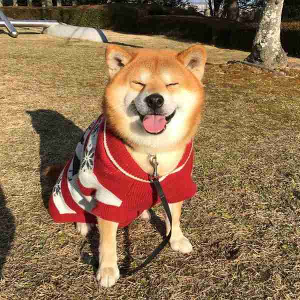 日本一只狗微笑起来像天使，躺下却像老人……