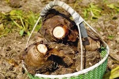 55年的老品种，宁波人爱吃的奉化芋艿头开挖啦！