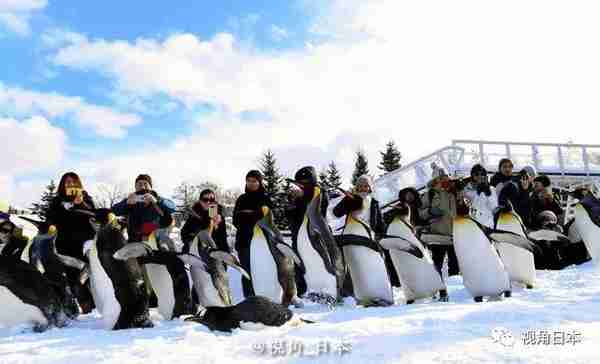 北海道旭山动物园 企鹅散步的季节 & 年轻人圣诞节最想要男女友
