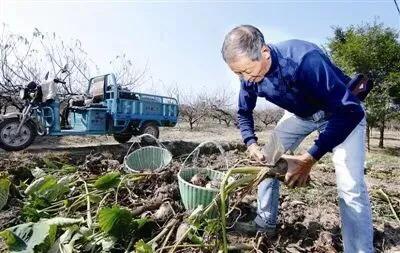 55年的老品种，宁波人爱吃的奉化芋艿头开挖啦！