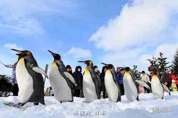北海道旭山动物园 企鹅散步的季节 & 年轻人圣诞节最想要男女友